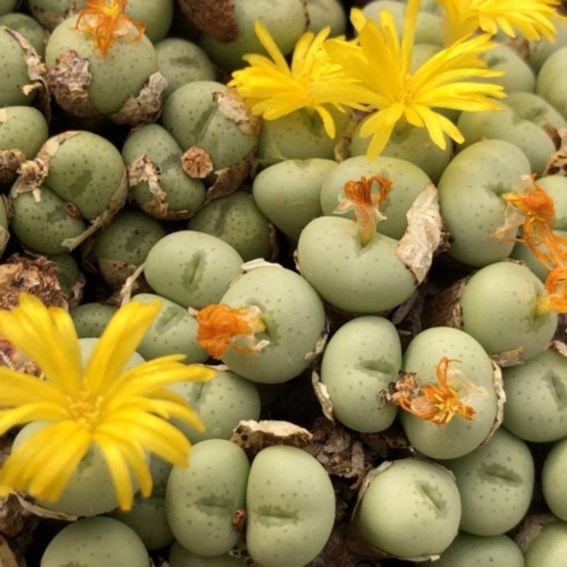Sale 50%- Sen Đá Cono Flavum  chậu 6cm.