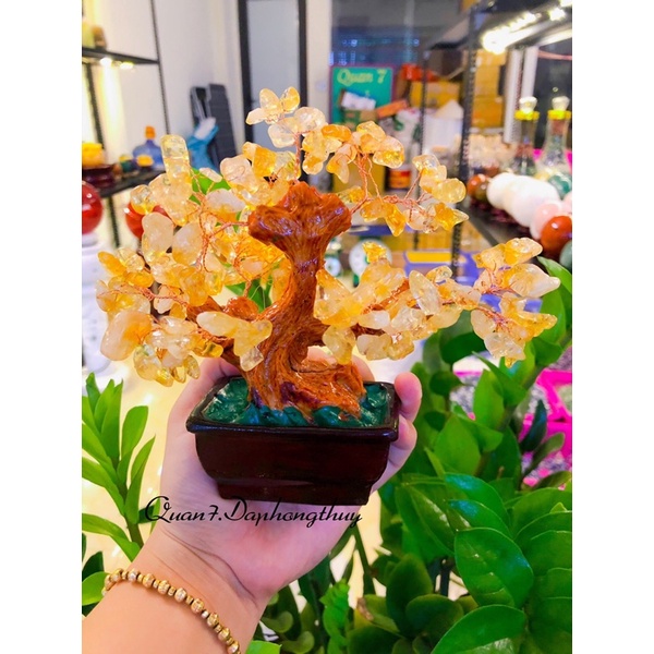 Vụn Đá Cây Tài Lộc Tự Nhiên Phong Thuỷ