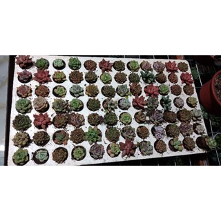 combo 20 sen vĩ min các loại