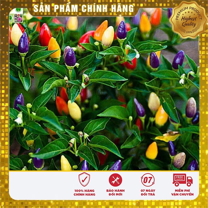 Hạt Giống Ớt Ngũ Sắc 30 Hạt [Bán Sỉ]