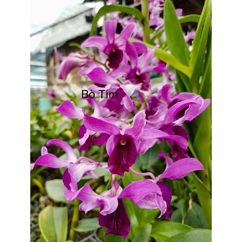 Hoa Lan Dendro Nắng Bò Tím Đang Nụ