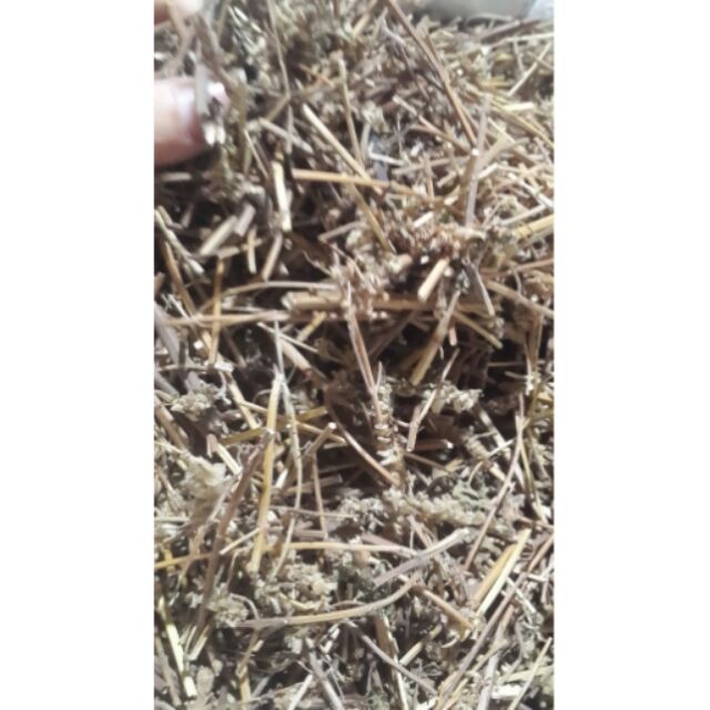 Trà cây kinh giới khô