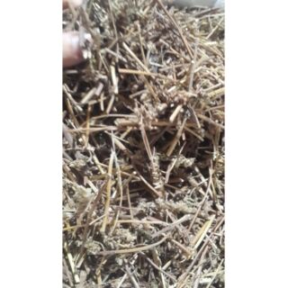 Trà cây kinh giới khô