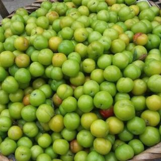 CÂY GIỐNG MẬN CƠM.(LẠNG SƠN)CÂY ĐẸP