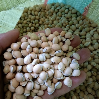500 gram bạch biển đậu