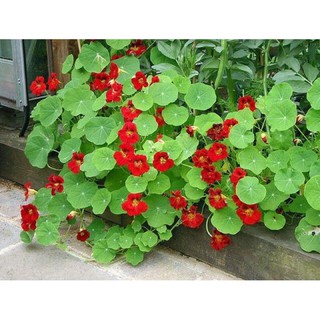 HẠT GIỐNG SEN CẠN