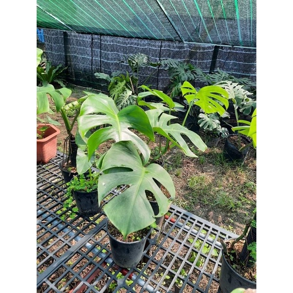 Trầu Bà Lá Xẻ Dòng Leo - Monstera Borsigiana