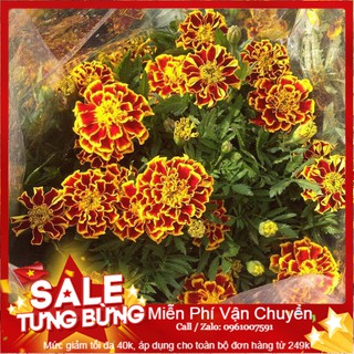 Hạt Giống Hoa Cúc Vạn Thọ Pháp - 50 Hạt