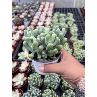 Sen đá sỏi xanh, sỏi san hô