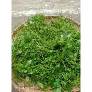 Giảo cổ lam