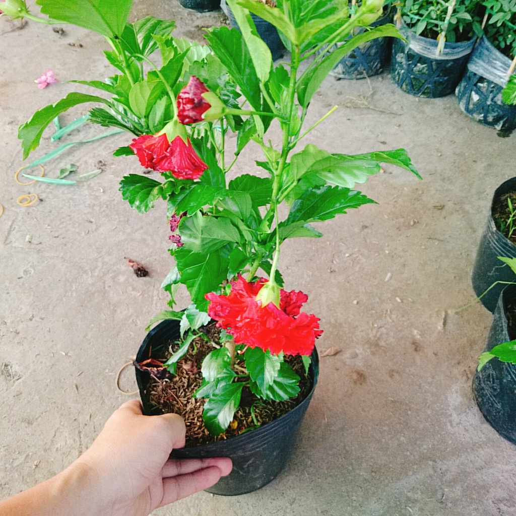 Cây Hoa Dâm Bụt cánh kép  - cây cảnh trong nhà