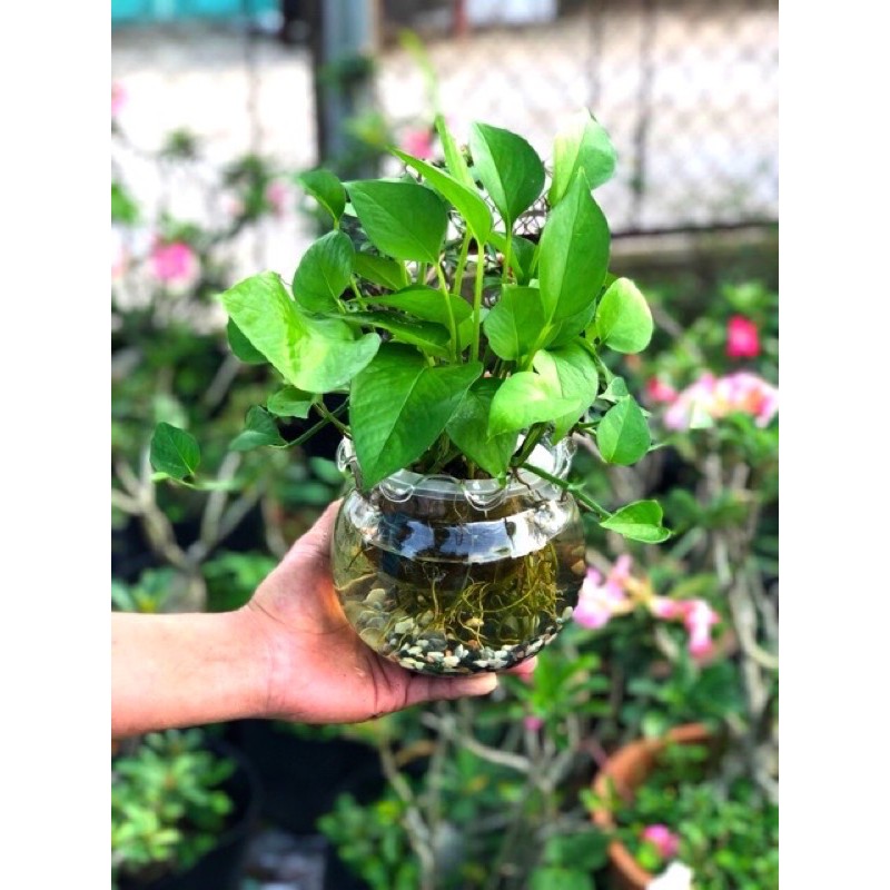 Trâu Bà Thái Thuỷ Sinh ( đã bao gồm chậu thuỷ tinh )