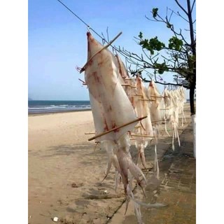 MỰC 1 NẮNG