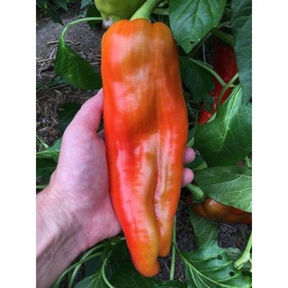 HẠT GIỐNG ỚT KHỔNG LỒ ACOGA NHẬP KHẨU MỸ