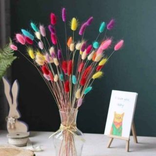 ♥ Bó 30 cành cỏ bunny stails các màu♥