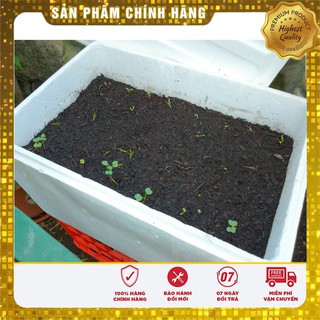 Hạt giống Dưa chuột Nhật