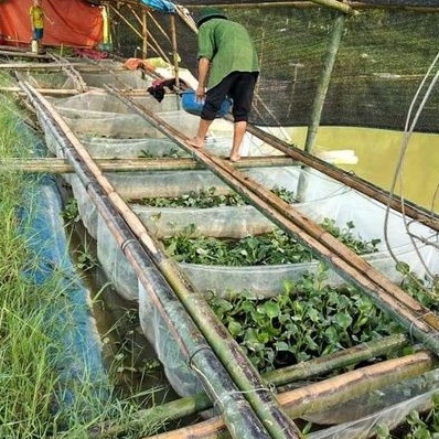 Tráng nuôi ốc nhồi mới nở - mã 2x1x0,6