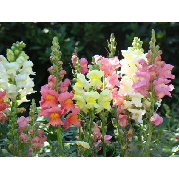 HẠT GIỐNG HOA MÕM SÓI NHIỀU MÀU 616 CAO - GÓI 0,5 GRAM