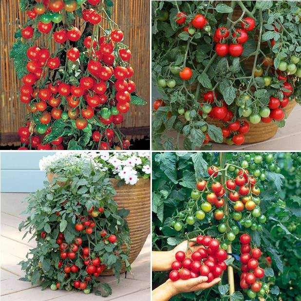 Hạt giống cà chua bi dây cherry đỏ - 30 hạt - TẶNG kèm viên nén ươm hạt giống