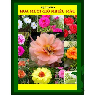 Hạt giống hoa mười giờ nhiều màu 20 hạt