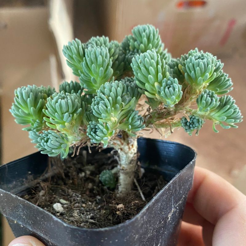 Sen đá tùng xanh sen đá sedum multiceps