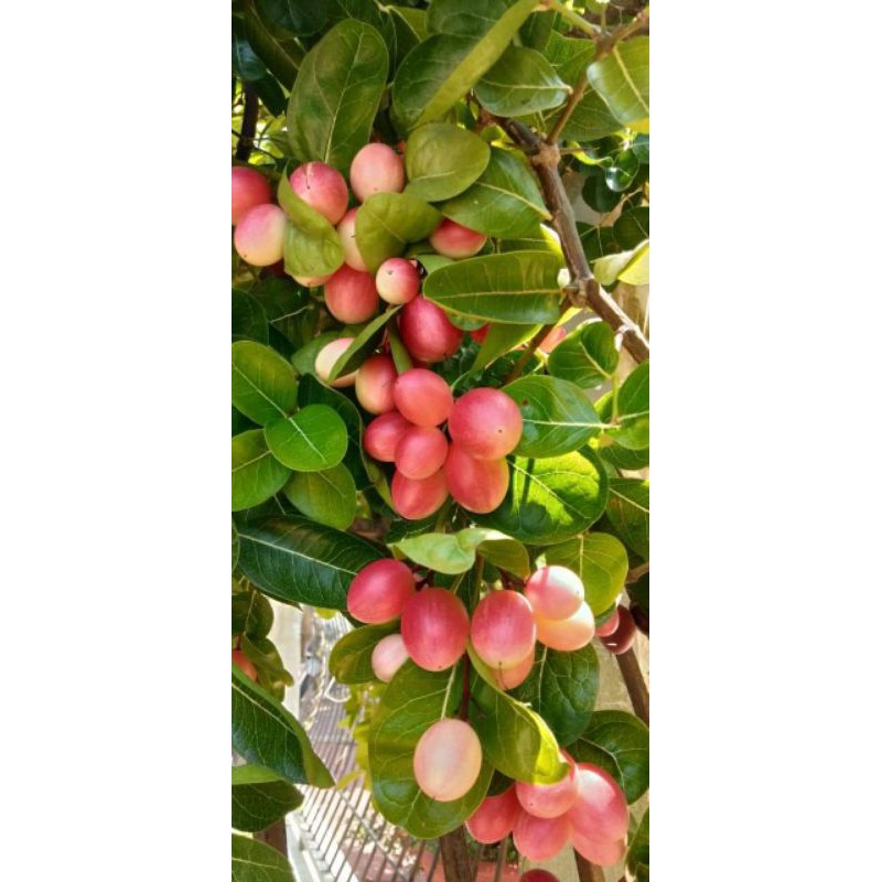 cây siro giống nguyên bầu cao 30-40cm