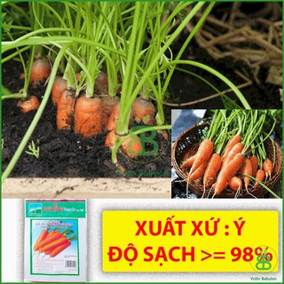 Hạt Giống Cà Rốt , Cao Sản, Giàu Dinh Dưỡng, Dễ Trồng, Năng Suất Cao Phú Nông - Gói 2G