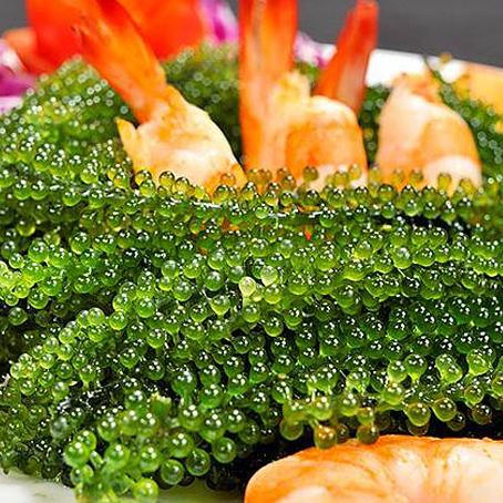 NPP RONG NHO NHA TRANG