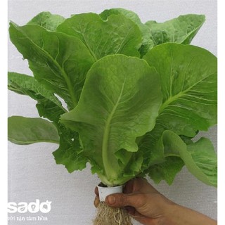 Hạt giống xà lách Romain xanh - 0.2gr