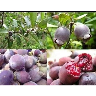 1Kg Quả sim rừng khô(quả to,mới,sạch)