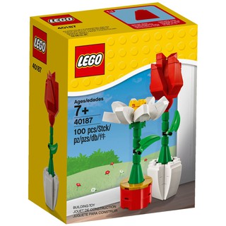 LEGO 40187 - Flower Display (hoa hồng đỏ và hoa cúc trắng)