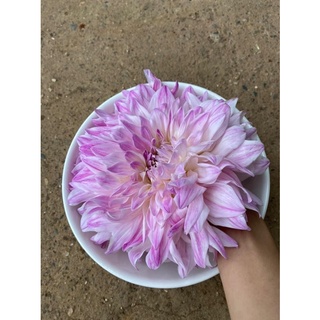 Củ hoa thược dược khổng lồ