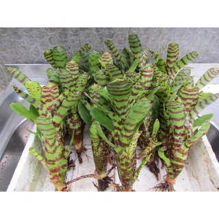 Dứa màu nam mỹ vằn (Neoregelia ampullacea)