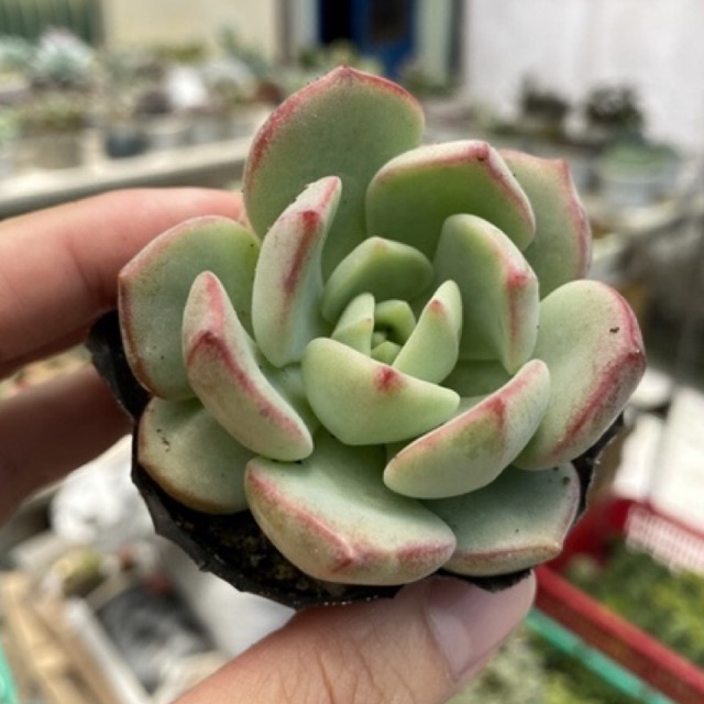 SEN ĐÁ MÁ HỒNG FREESHIP  ĐÃ THUẦN XỨ NÓNG SIU CUTE CHUẨN SIZE BẦU