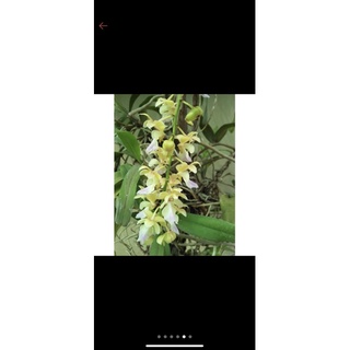 tam bảo sắc (hoa cực thơm lâu)