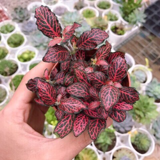 Cây cẩm nhung . Cây may mắn