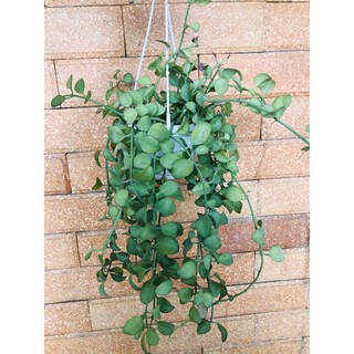 Kiểng lá: Đô-la chậu treo