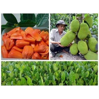 CÂY GIỐNG MÍT LÙN RUỘT ĐỎ ( CÂY GHÉP SIÊU SỚM)