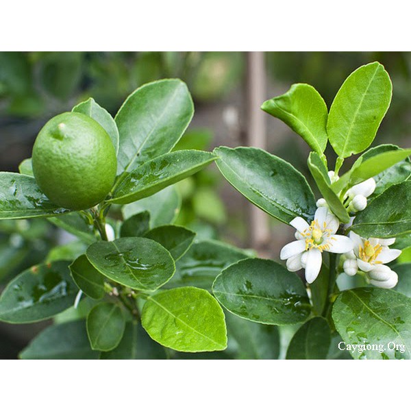 Kích ra hoa FLOWER 94 CAM - QUÝT - CHANH 50g giúp ra hoa sớm, đều, tập trung