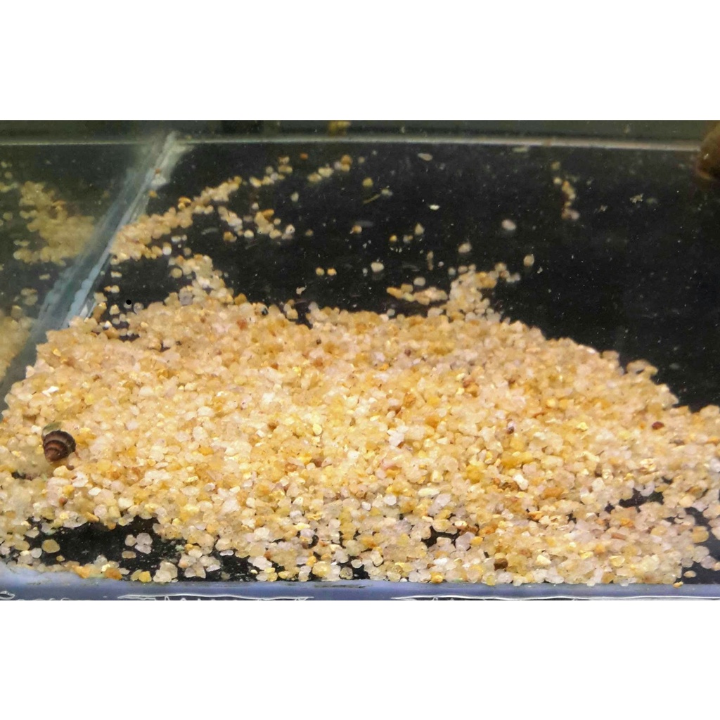 Cát, Sỏi Nắng Vàng Trải Nền 100gr