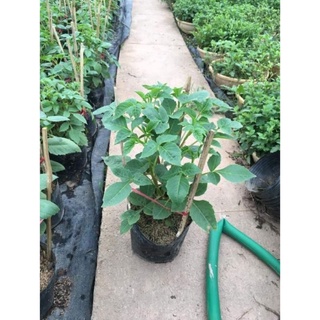 Cây giống hoa thược dược