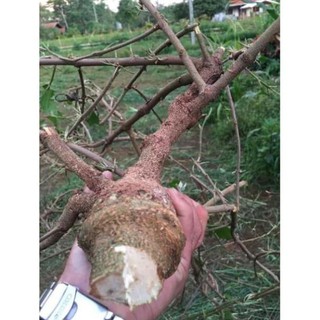 0,5kg 🌿tầm gửi dâu khô sạch