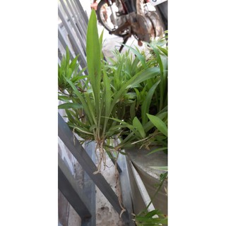1 cây mạn nhện rễ trần