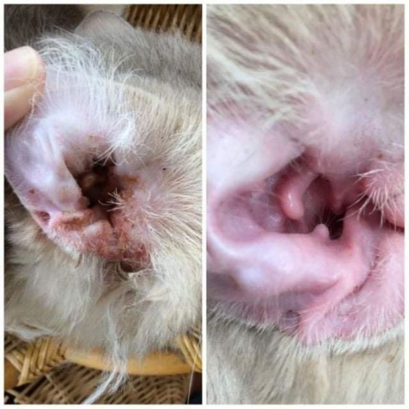 Dung dịch nhỏ tai DEXORYL Đặc Trị Viêm tai hôi ngứa tai chó mèo - Trị ve rận ghẻ tai cho thú cưng VIRBAC 10g