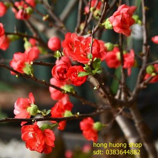 Hạt Giống Hoa Mai Đỏ