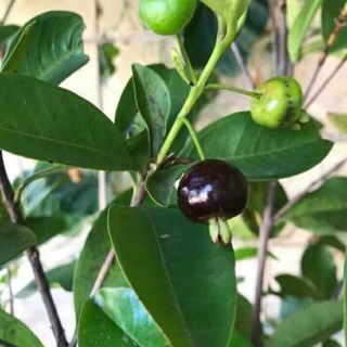 Cây giống cherry Brazil