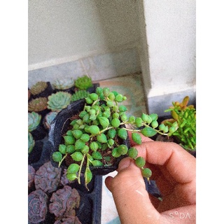 Sen đá giọt nước