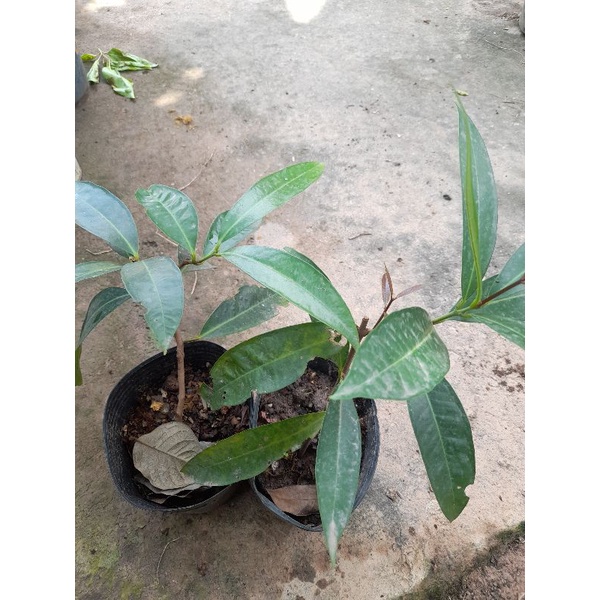 Chậu cây mận Lý chiết mau trái