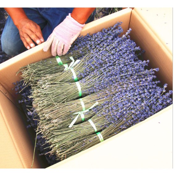 Bó hoa khô hoa lavender 130g (nhập Anh, nhập Pháp)