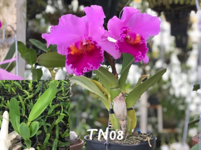 [Rẻ Vô Địch] Lan Cattleya 1 Lá